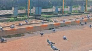 pigeon feeding Mumbai locations