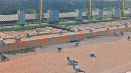 pigeon feeding Mumbai locations