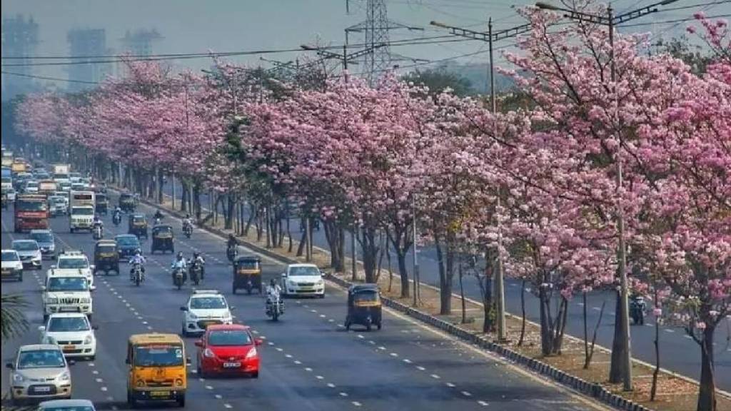Mumbai's pink tree controversy; 1,100 trees to be removed on Eastern Freeway