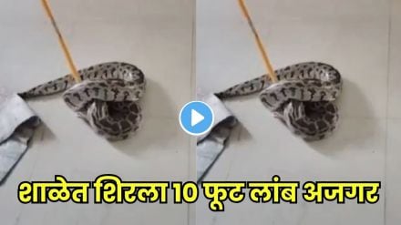 giant snake rescue video