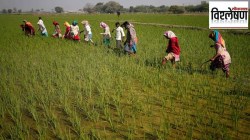 विश्लेषण : राज्यातील रब्बी हंगामाची स्थिती काय?