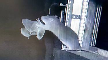 rat hunting bats sparked new pandemic fears Scientists warning 