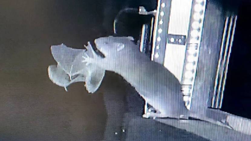 rat hunting bats sparked new pandemic fears Scientists warning 