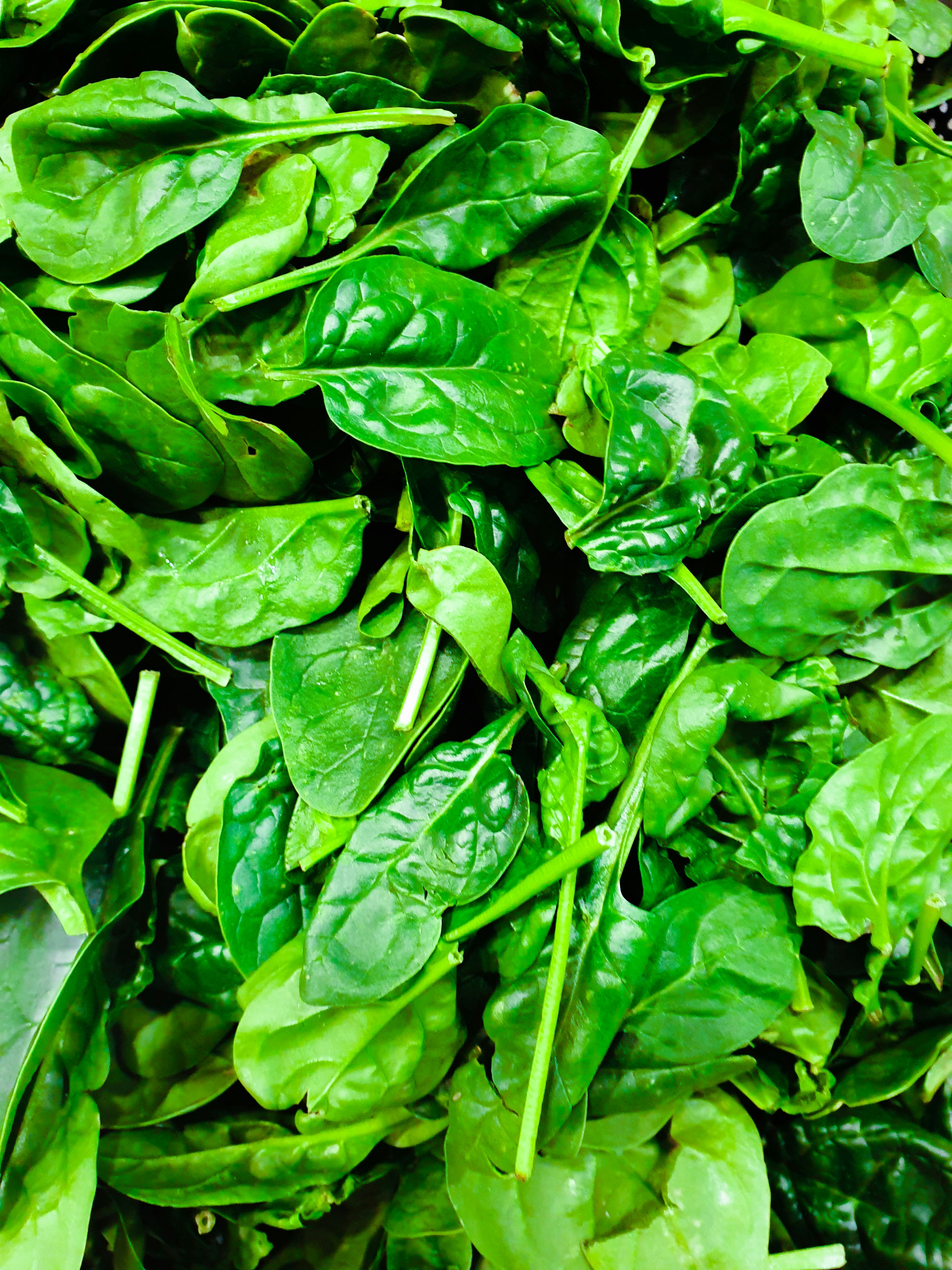 Fresh green spinach leaves that improve gut health naturally