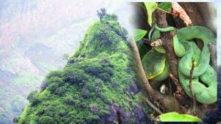 Chapada snake Sahyadri