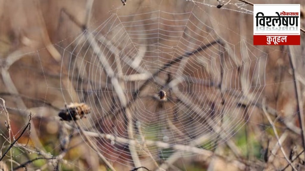 spider-web spider-web