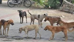 The Municipal Corporation claims that there are more than ten thousand stray dogs in Jalna city