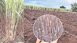 ऊसशेतीचा नवा विचार