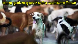 Supreme Court orders removal of stray dogs from public places after sterilisation