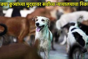 Supreme Court orders removal of stray dogs from public places after sterilisation