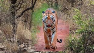 Tadoba Andhari Tiger Reserve