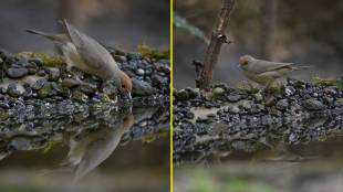 rare blackcap bird visit to Tamhini disappeared within four days