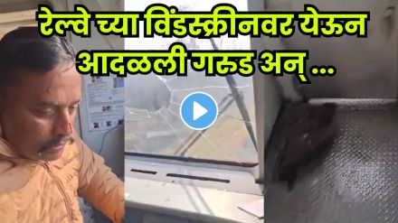 Eagle crashes into train, pilot injured