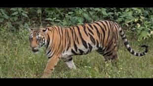 The existence of the fourth tiger in the Sahyadri Tiger Reserve has once again been confirmed