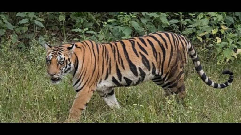 The existence of the fourth tiger in the Sahyadri Tiger Reserve has once again been confirmed The existence of the fourth tiger in the Sahyadri Tiger Reserve has once again been confirmed