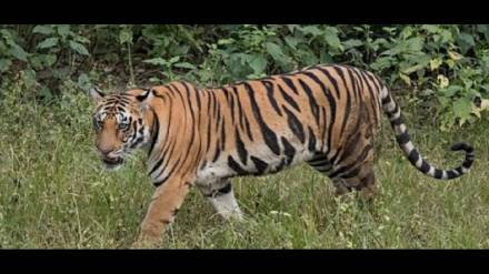 The existence of the fourth tiger in the Sahyadri Tiger Reserve has once again been confirmed The existence of the fourth tiger in the Sahyadri Tiger Reserve has once again been confirmed