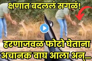 Tiger Attack Caught on Camera