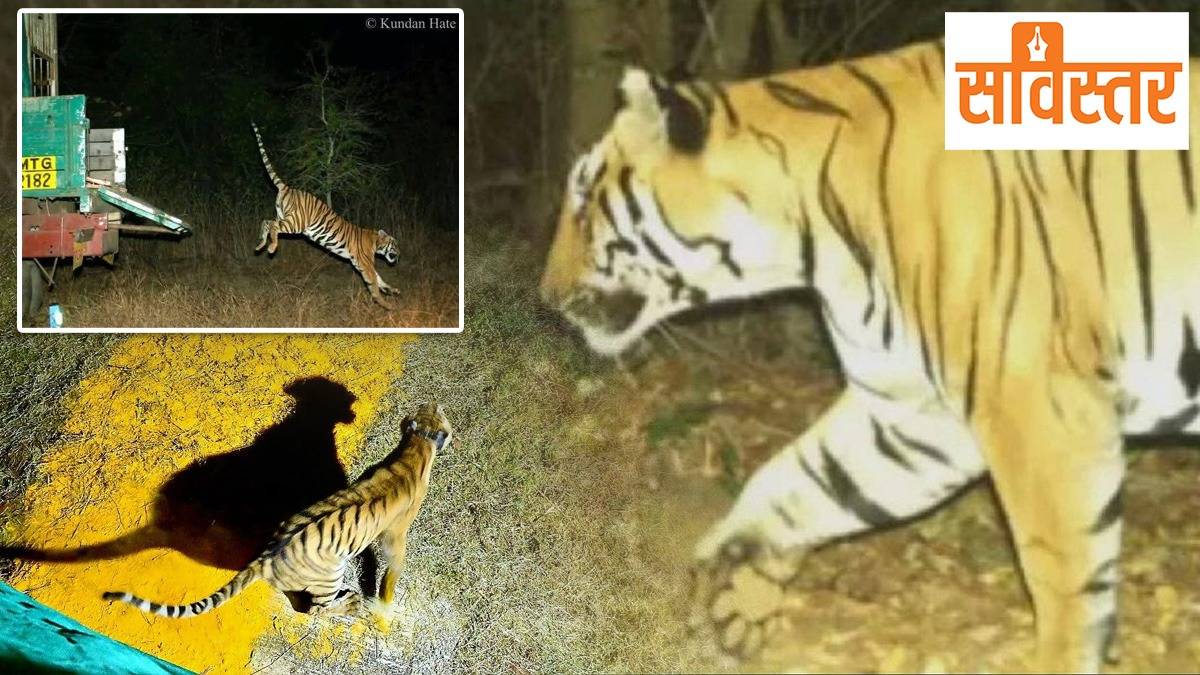 New journey of 'Chanda' from Tadoba to Sahyadri; First successful experiment of artificial migration!