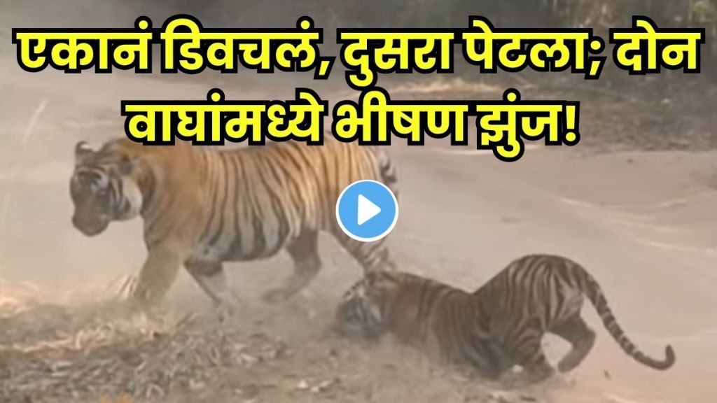 tiger vs tiger fight tiger vs tiger fight