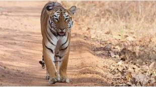 Farmer killed in tiger attack in Chandrapur district