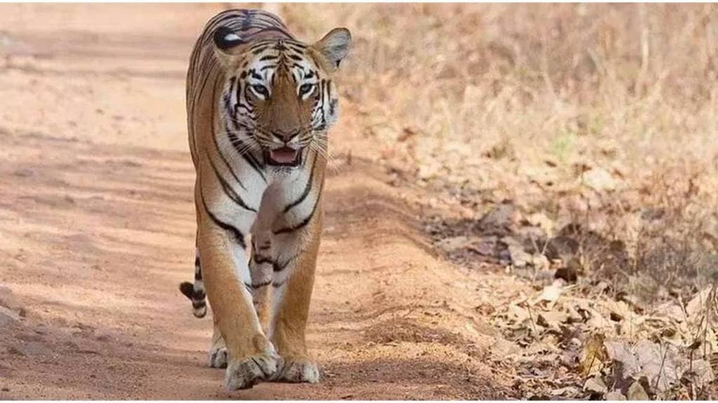 Farmer killed in tiger attack in Chandrapur district