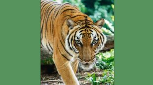 AI generated tiger photo in Junnar sparks panic