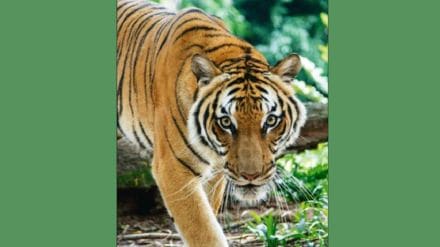 AI generated tiger photo in Junnar sparks panic