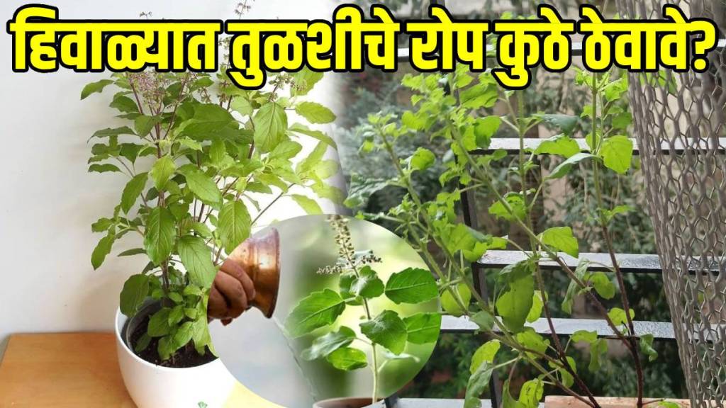 tips-for-tulsi-plant tips-for-tulsi-plant