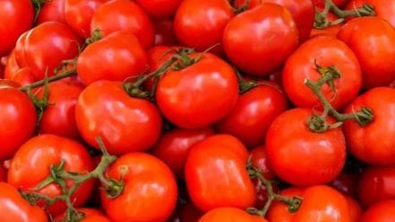 tomato prices rise in navi Mumbai apmc market as supply drops tomato prices rise in navi Mumbai apmc market as supply drops