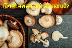 मशरूम विषारी आहे की नाही कसं ओळखायचं? जाणून घ्या मशरूम किती प्रकारचे असते?