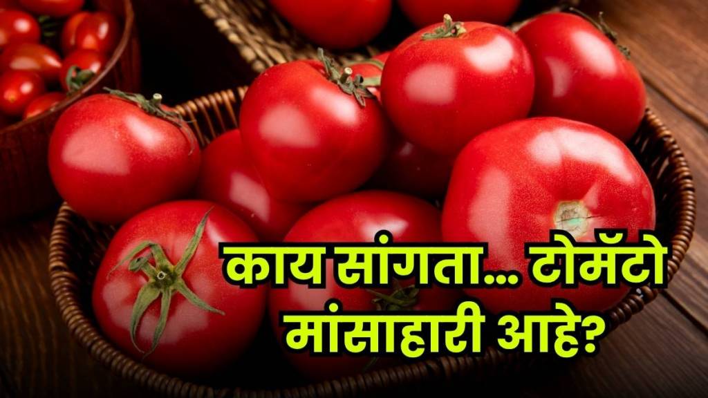 Once seen as non-vegetarian, the tomato now rules every kitchen table. Once seen as non-vegetarian, the tomato now rules every kitchen table.