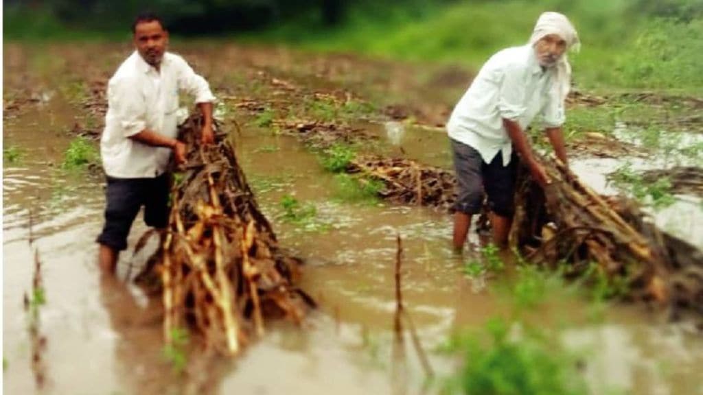 unseasonal rain delays rabi sowing in Maharashtra farmers worried