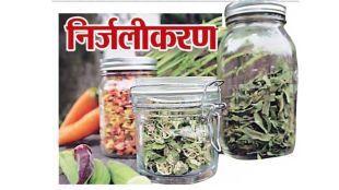 vegetable dehydration business opportunities and market demand