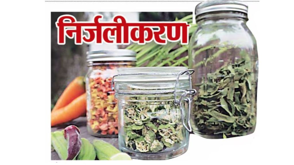vegetable dehydration business opportunities and market demand vegetable dehydration business opportunities and market demand