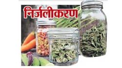 मातीतलं करिअर : भाजीपाला निर्जलीकरण