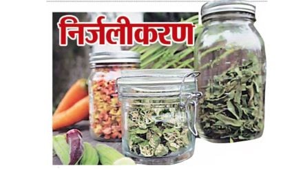 vegetable dehydration business opportunities and market demand vegetable dehydration business opportunities and market demand