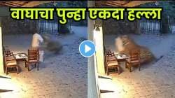 VIDEO: चंद्रपूरमध्ये वाघाचा माणसावर हल्ला! आधी झडप घेतली मग ओढतं नेलं अन्… नंतर भलतंच सत्य आलं समोर