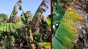 All the farmers concerned were alarmed by the increase in the incidence of fungal disease like scab on bananas in Jalgaon