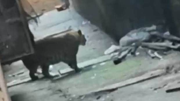 Leopard spotted in Bhayandar Residential area