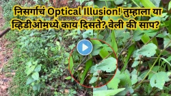 तुम्हाला साप दिसतोय का? हिरव्या वेलीसारखी दिसणारी ‘ग्रीन वाइन साप’चा भन्नाट Video व्हायरल