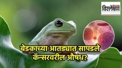 बेडकाच्या आतड्यात सापडले कॅन्सरवरील औषध? जपानमधील वैज्ञानिकांचा दावा; संशोधन काय सांगतं?