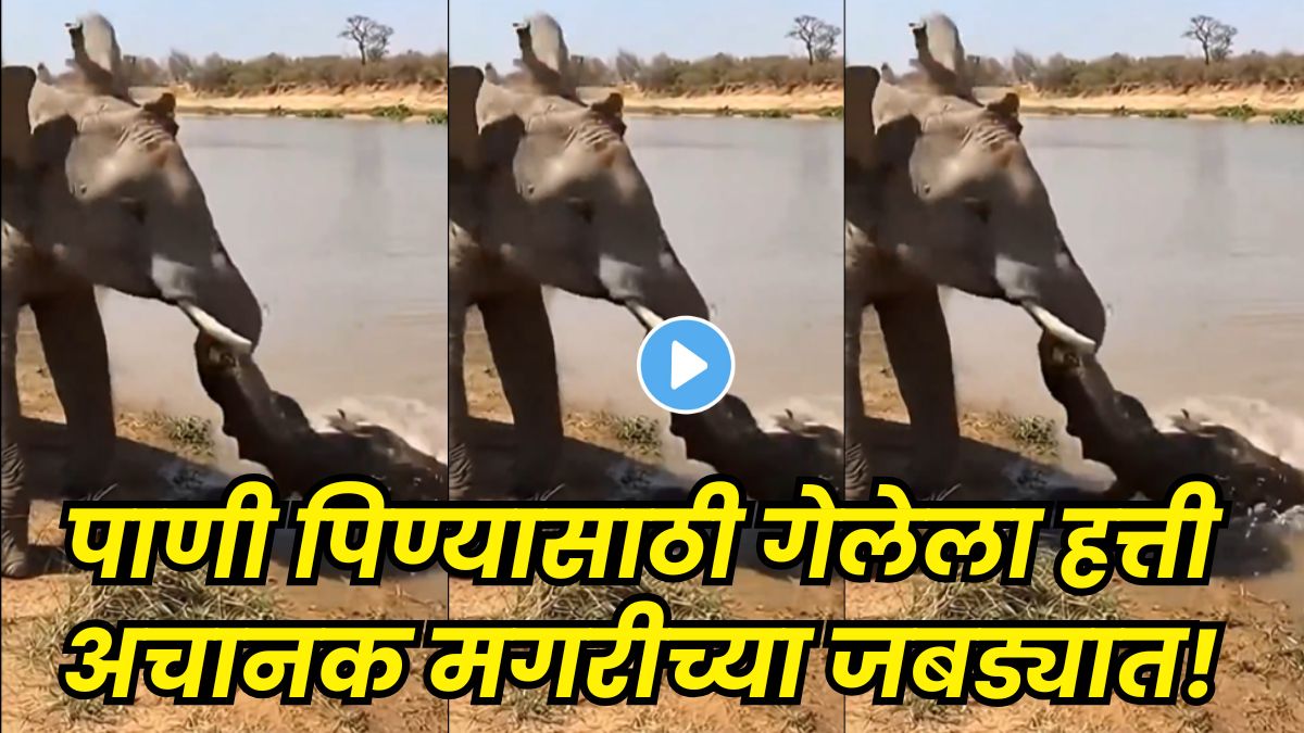 Crocodile vs Elephant Face-Off at Riverbank Leaves Internet Stunned