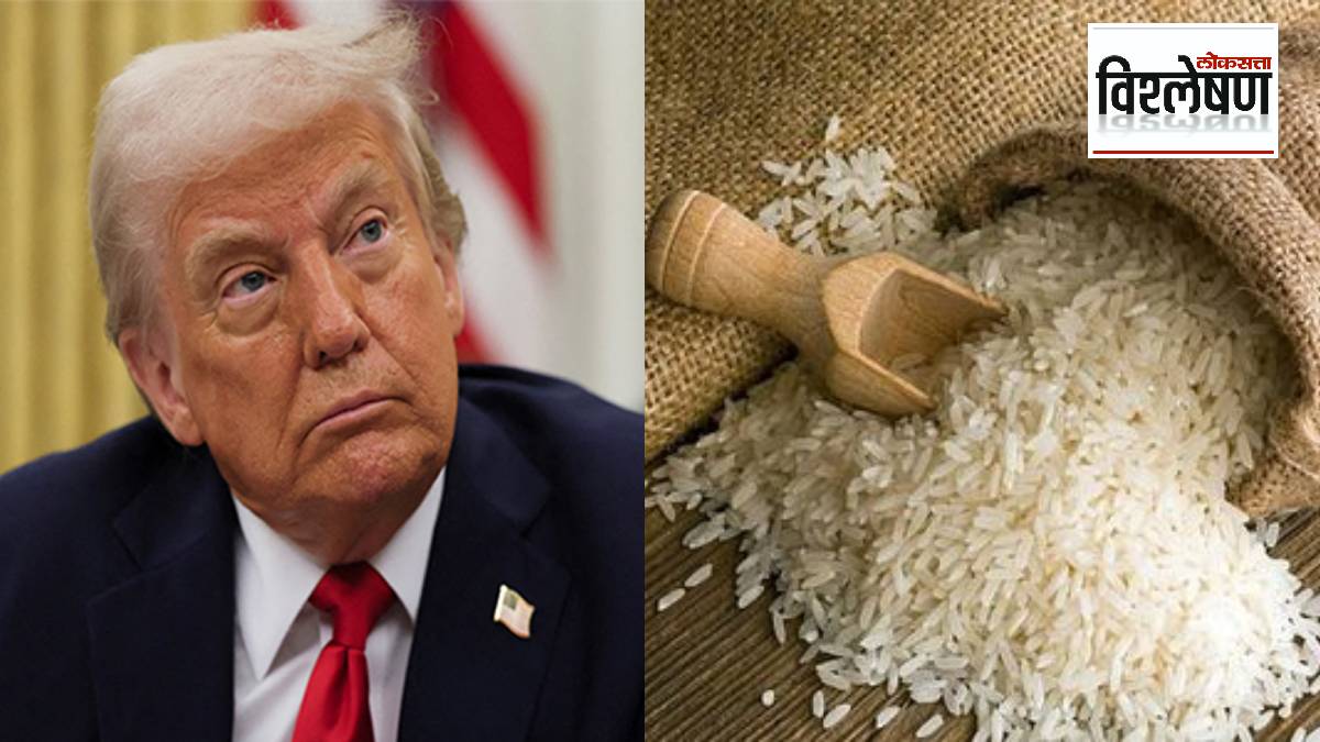 Donald Trump Rice तांदळावर ट्रम्प यांनी टॅरिफ लावल्यास अमेरिकेचे होणार नुकसान? निर्यातीची ...
