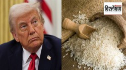 तांदळावर ट्रम्प यांनी टॅरिफ लावल्यास अमेरिकेचे होणार नुकसान? निर्यातीची आकडेवारी काय सांगते?