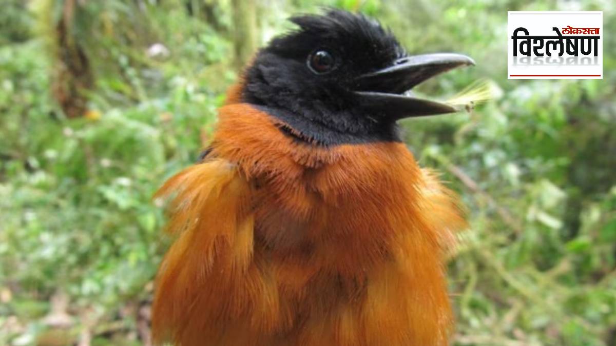 The 'Hooded Pitohui' found in New Guinea is claimed to be the most venomous bird in the world
