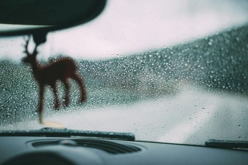 Winter Fog Driving Tips