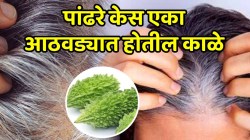 पांढरे केस एका आठवड्यात होतील काळे; फक्त ‘या’ प्रकारे कार्ले केसांना लावा, परिणाम पाहून तुम्हीही थक्क व्हाल