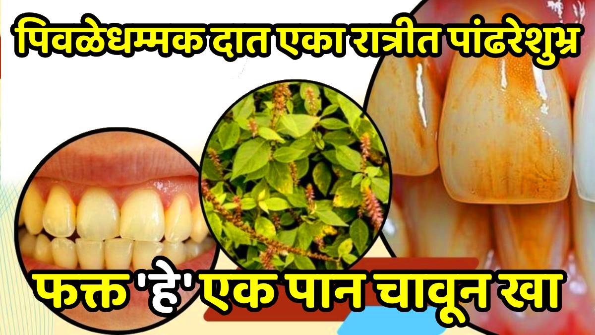 Teeth whitening at home apamarga chirchitta benefits for teeth gums apamarga gum care benefits