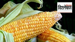 विश्लेषण : मका कवडीमोल का झाला? केंद्राच्या इथेनॉल धोरणाचा फटका?