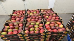 Tommy Atkins Mango : हिवाळ्याच्या मोसमात ‘टॉमी अ‍ॅटकिन्स’ आंब्याचा मधुर पर्याय